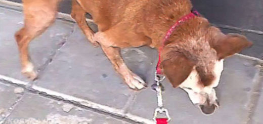 Собака после микроинсульта идёт по улице