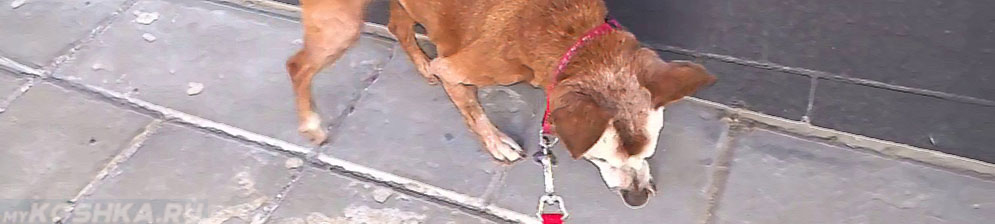 Собака после микроинсульта идёт по улице