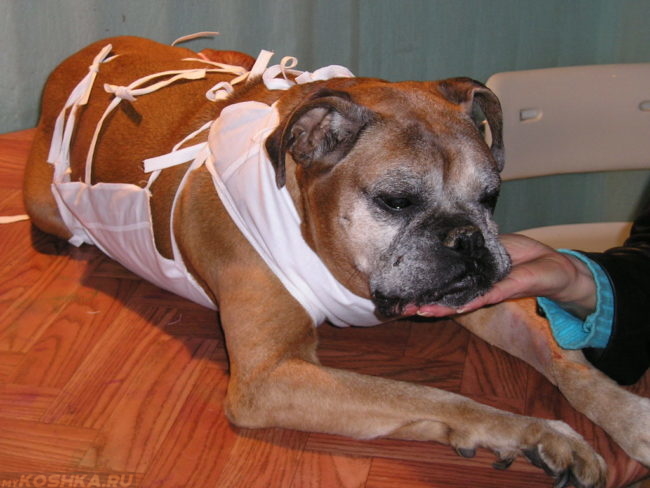 Собака после операции на столе