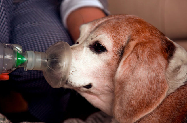 Прогревание носа собаке дома