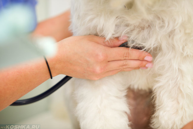 Прослушивание собаки при помощи стетоскопа