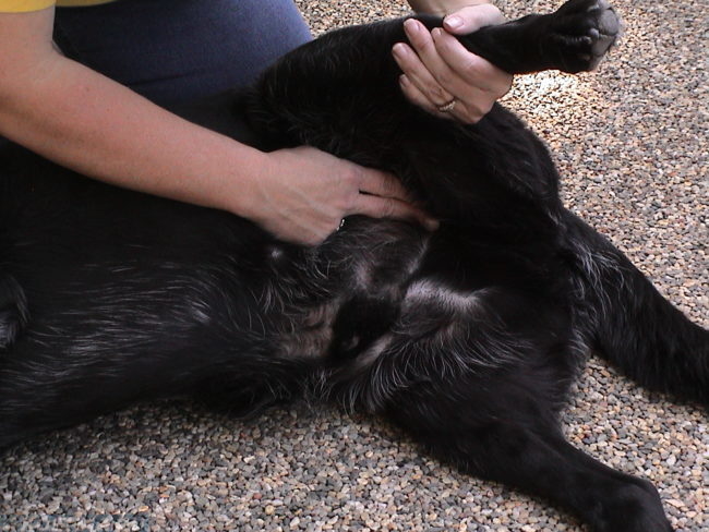 Проверка пульса у собаки при помощи пальпации