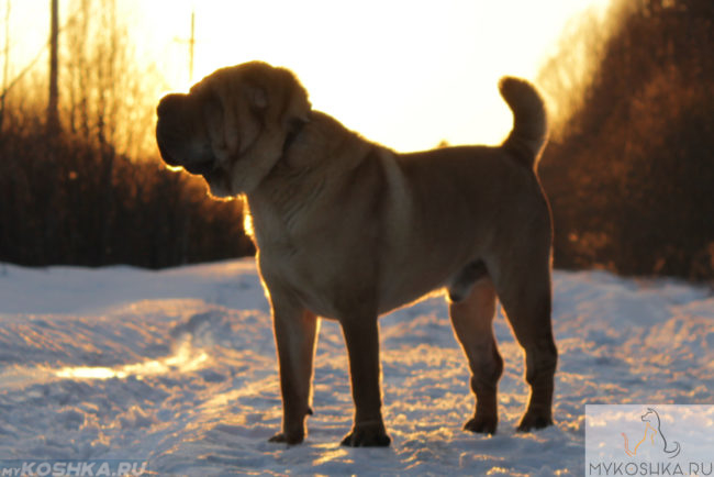 Собака породы Шарпей на улице зимой