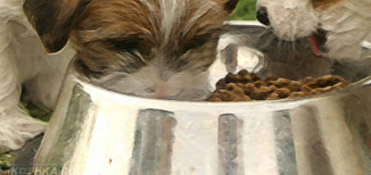 Два щенка едят сухой корм из миски