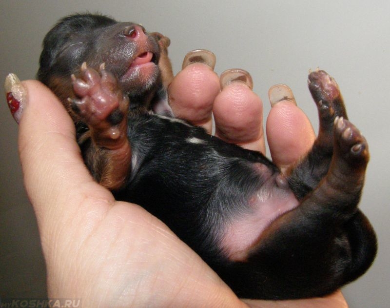 Родились щенки что делать. Новорожденные собаки. Щенки Йорка Новорожденные.