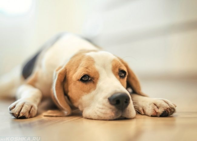 Слабость у собаки лежащей на полу