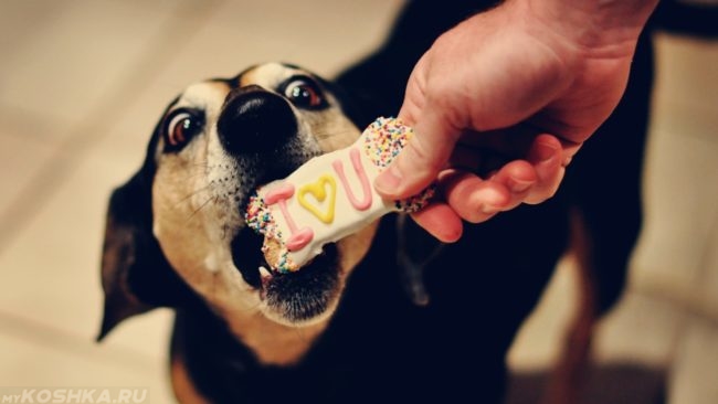 Собака с открытым ртом и сладкое печенье в руке