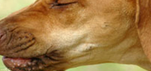 Собака готовится чихнуть вид сбоку