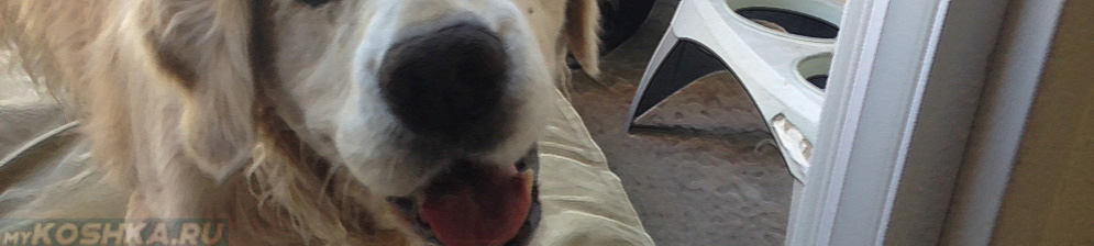 Собака Сонни после инсульта изменение на морде