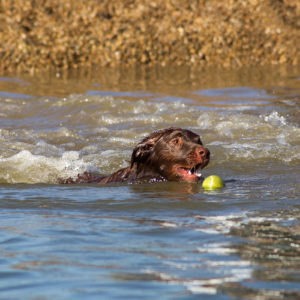 Собака купается в пруду и играет с мячом