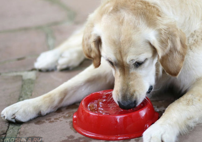 Собака пьющая воду из красной миски