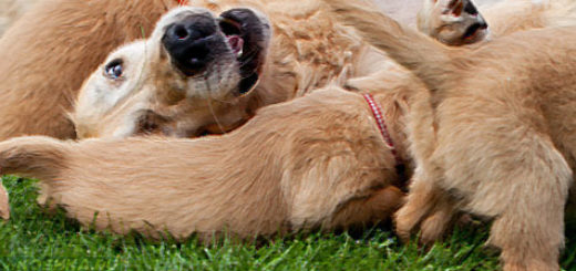 Собака вместе со своими щенками лежит на газоне