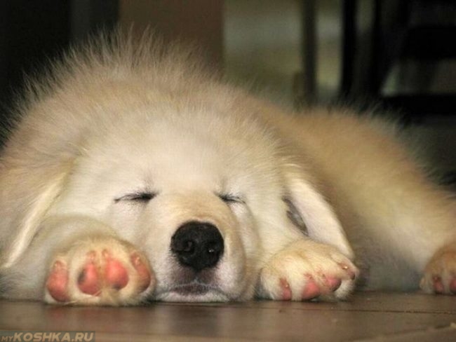 Спящая собака светлого окраса