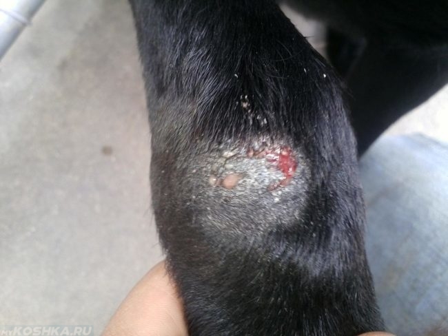 Стафилококковая инфекция на лапе. у собаки