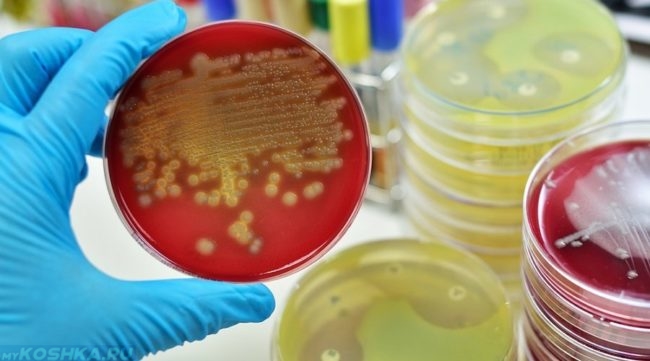 Бактерии стафилококка в лаборатории