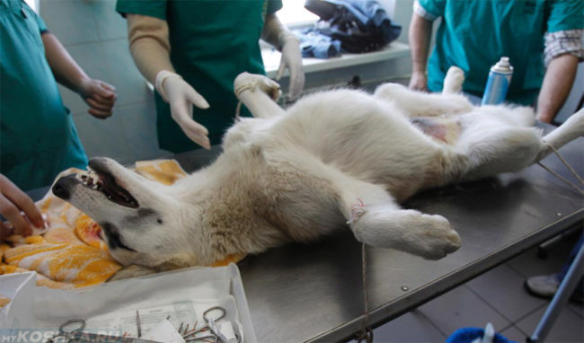 Стерилизация собаки в ветеринарной клинике