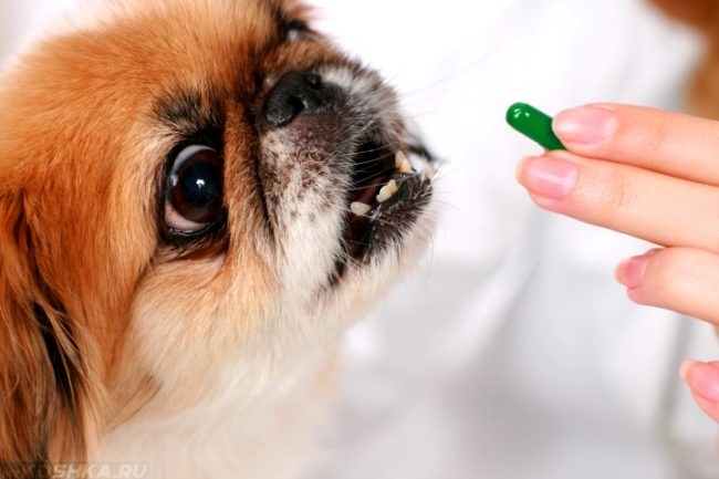 Лекарство в руке и собака с открытым ртом