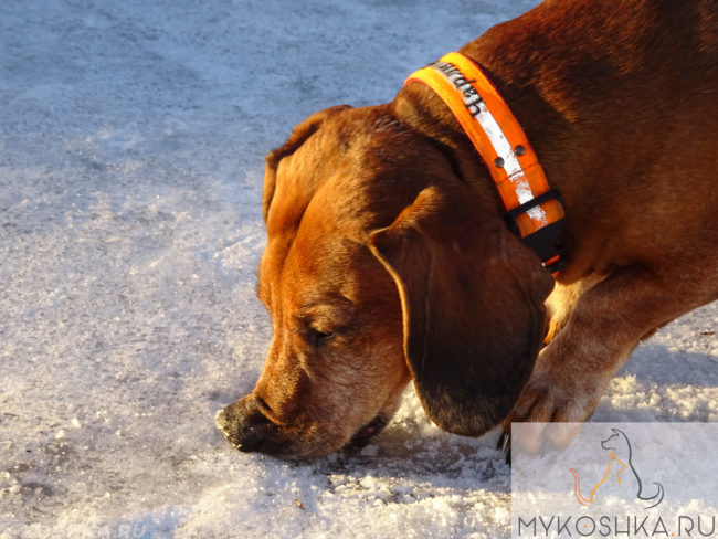 Собака породы такса роется в снегу