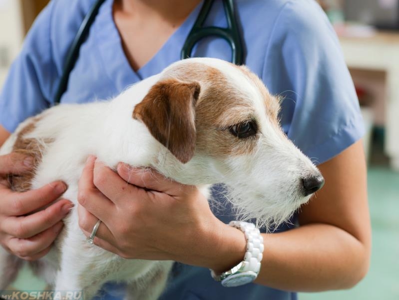 Доклад: Внезапное вздутие живота у собак (заворот желудка)