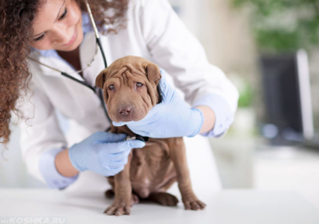 Обследование собаки в ветеринарной клинике