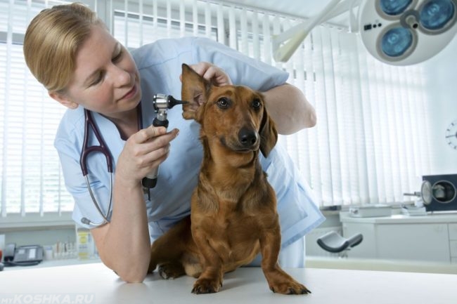 Собака на приёме у ветеринара