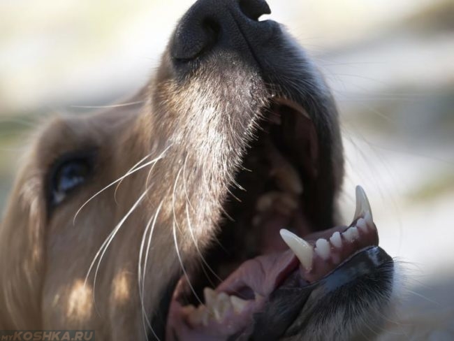 Собака с открытым ртом смотрящая вверх