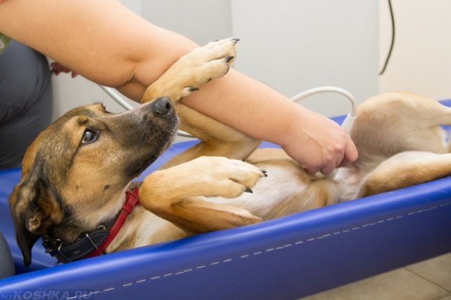 Узи собаки в ветеринарной клинике с пупочной грыжей