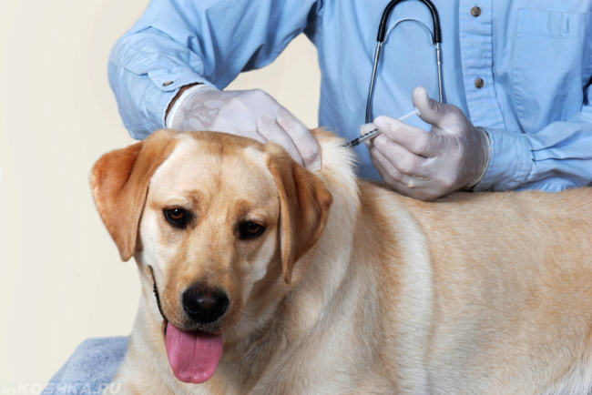 Вакцинация собаки в ветеринарной клинике