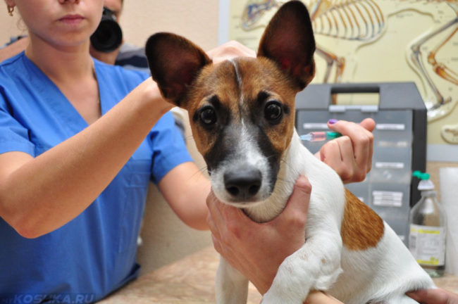 Прививка собаке в клинике
