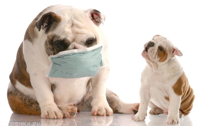 Собака в медицинской маске и щенок