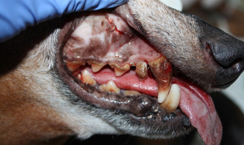 Воспаление дёсен у собаки и гнилые зубы