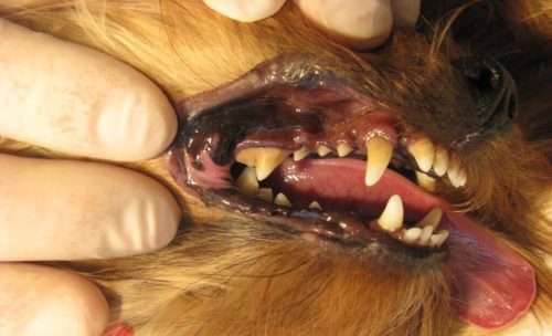 Воспаление дёсен у собаки коричневого окраса