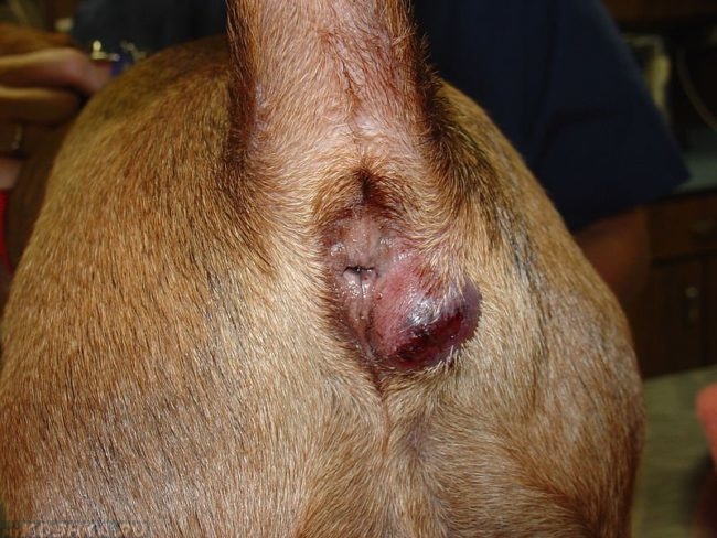 Воспаление параанальных желез у собаки в приближенном виде