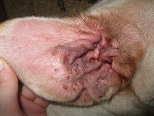 Воспаление среднего уха у собаки в приближенном виде