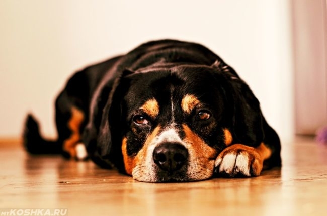 Вялая собака лежащая на полу
