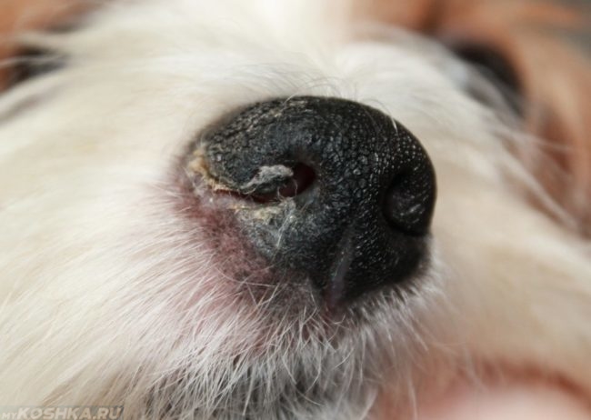 Выделение жидкости из носа собаки