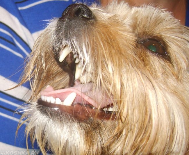 Длинношёрстная собака с открытым ртом