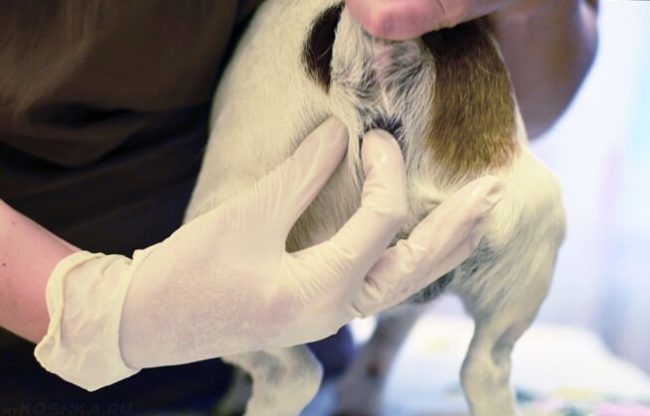 Ветеринар в перчатках и собака