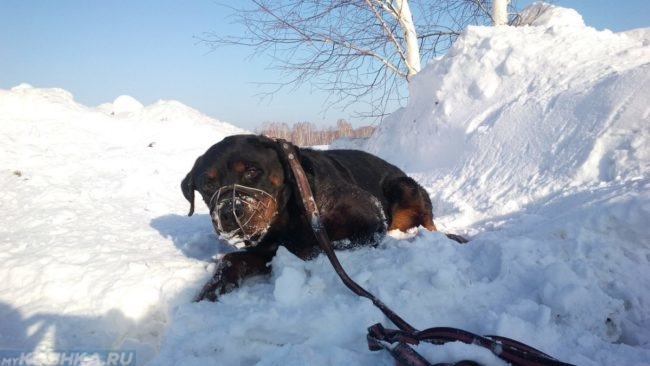 Собака в наморднике на снегу