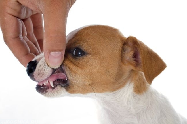 Показ зубов у собаки при помощи руки