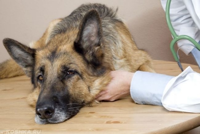 Заболевшая собака на ветеринарном столе