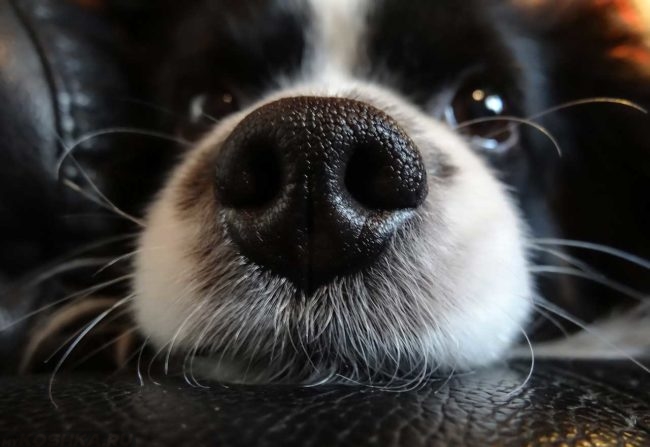 Увлажнённый нос у собаки