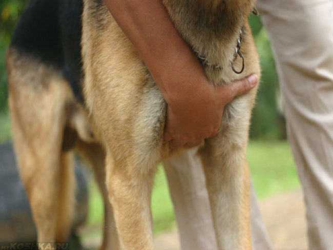 Измерение пульса собаке при помощи руки
