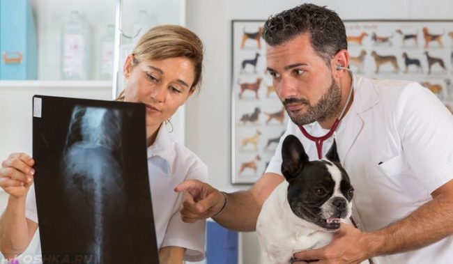 Собака на приёме у врачей ветеринаров
