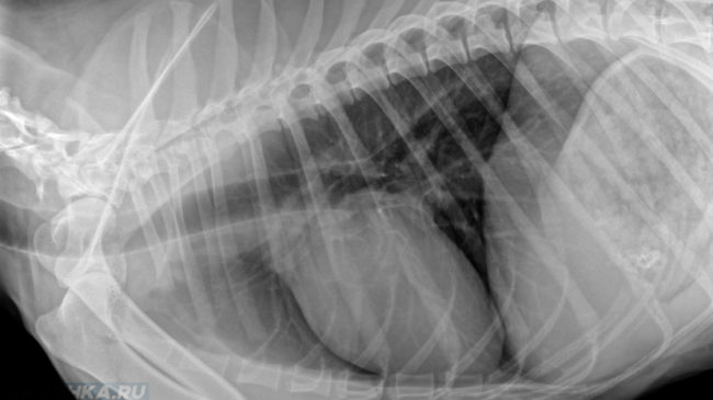Рентгеновский снимок сердца собаки