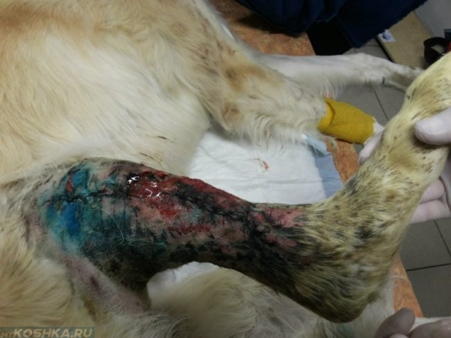 Сепсис у собаки на лапе после операции
