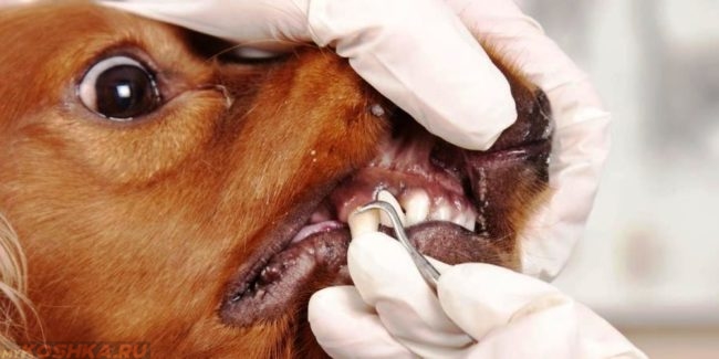 Удаление зуба собаке в ветеринарной клинике