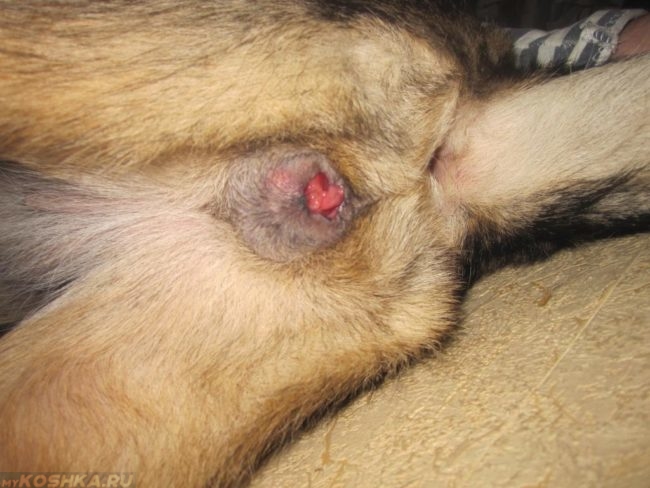Воспаление половых органов у собаки