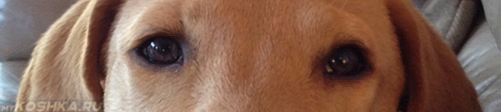 Ячмень у собаки на глазу: фото и лечение, признаки