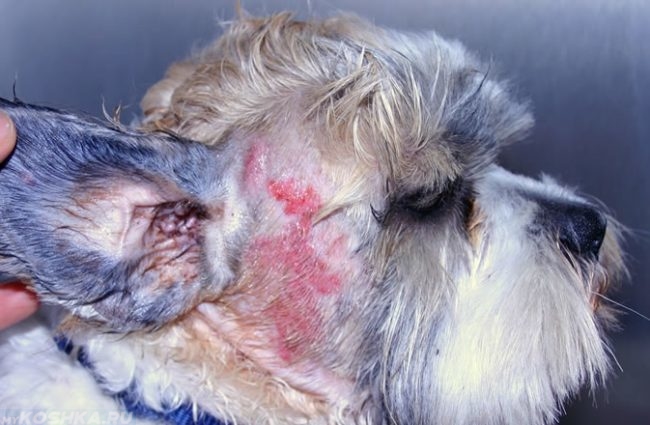 Аллергия у собаки на голове